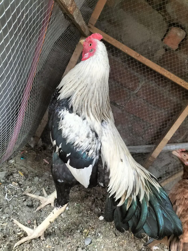 aseel jorha hai murgi parhy wali hai — photo 9