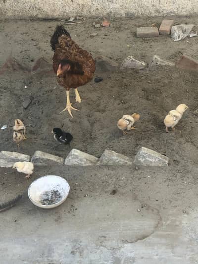 Aseel jawa nasal ka 5 chick or aseel murgi 03296130514 urgent sale