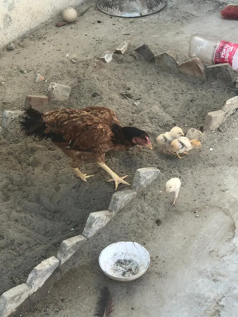 Aseel jawa nasal ka 5 chick or aseel murgi 03296130514 urgent sale — photo 2