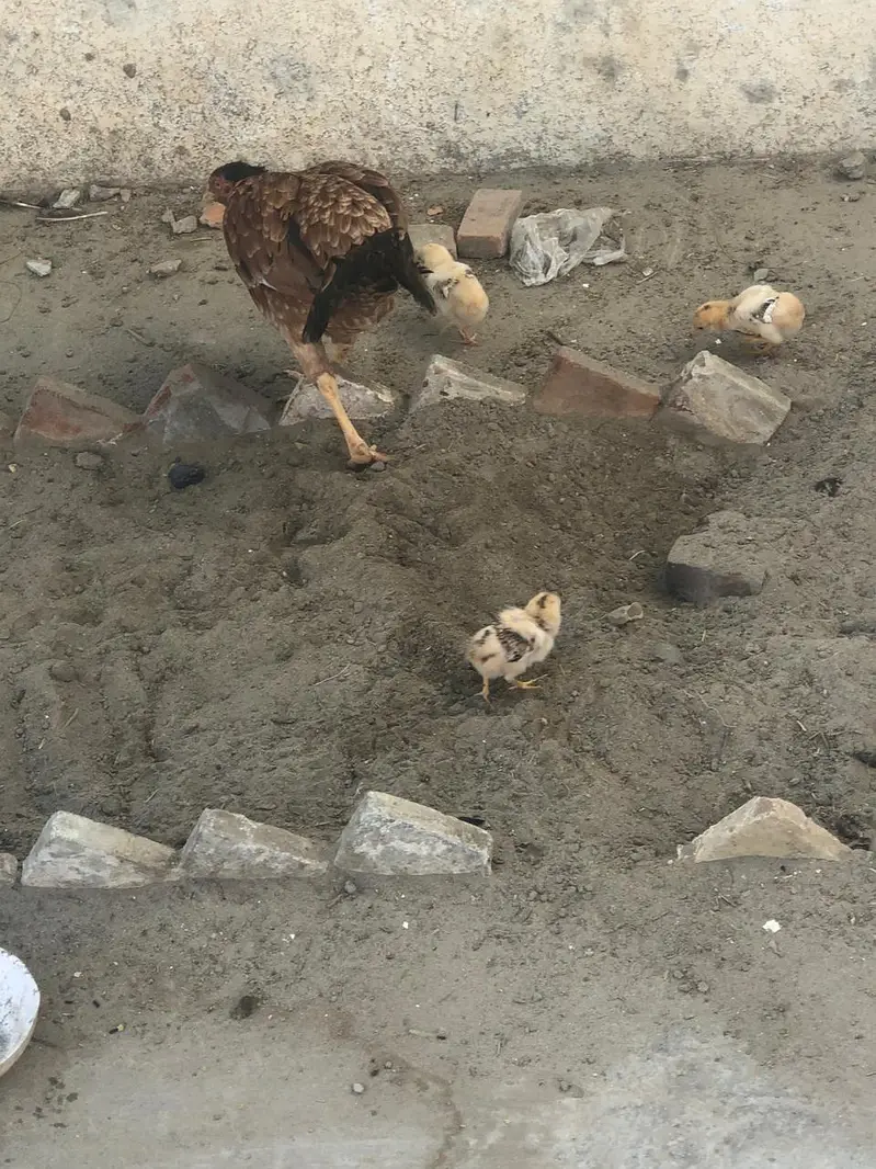 Aseel jawa nasal ka 5 chick or aseel murgi 03296130514 urgent sale — photo 3