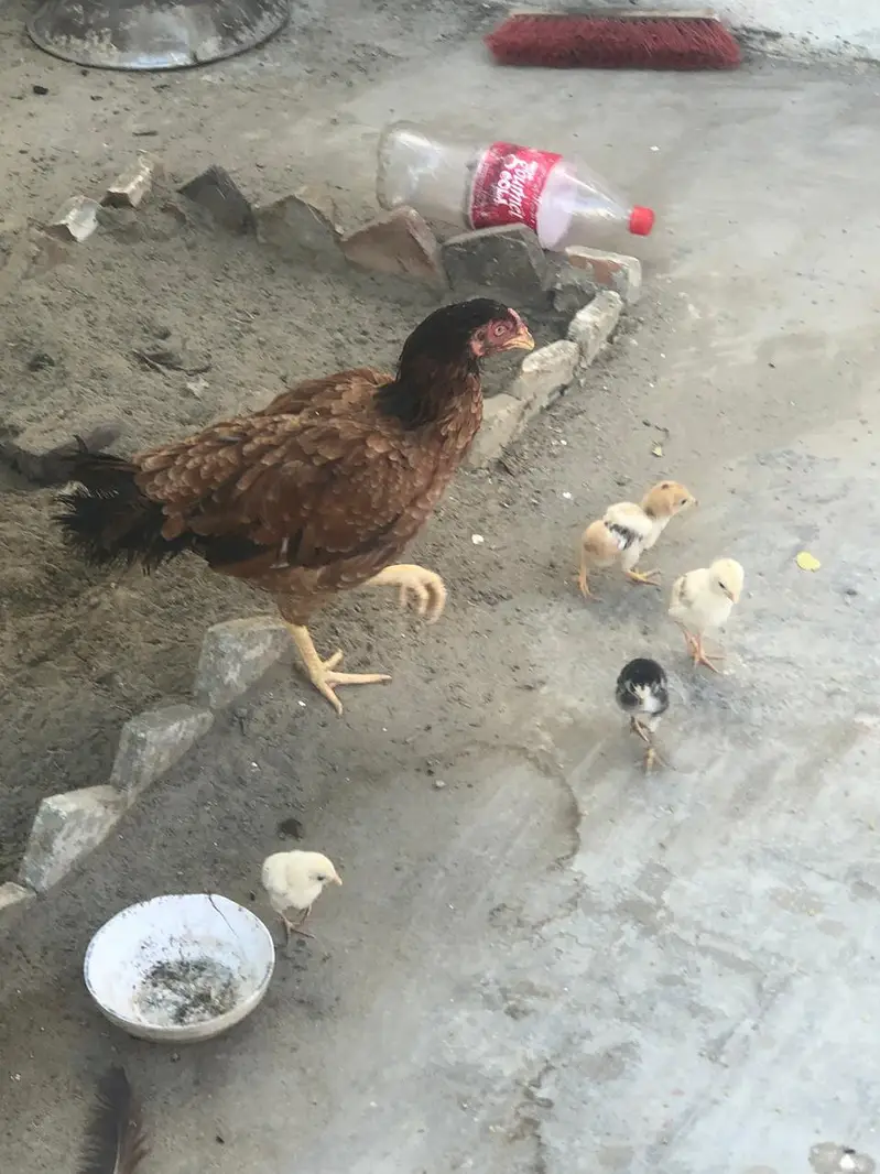 Aseel jawa nasal ka 5 chick or aseel murgi 03296130514 urgent sale — photo 5