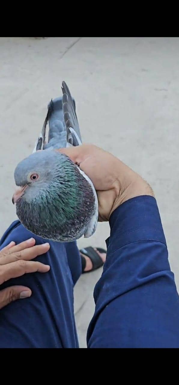 breeder pigeon 0