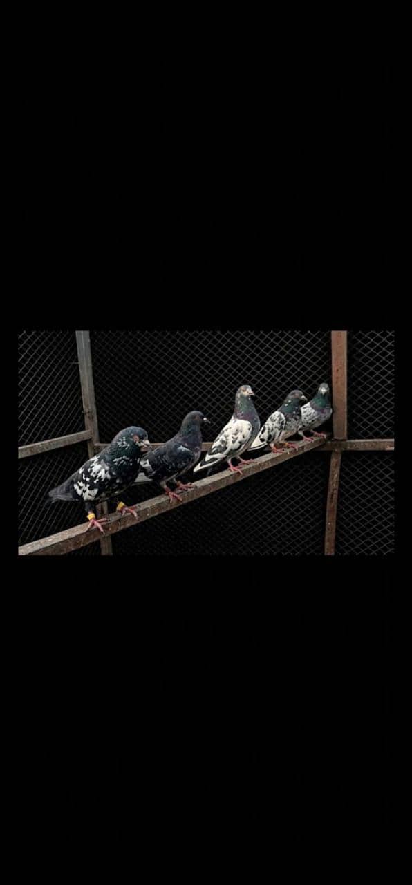 breeder pigeon 1
