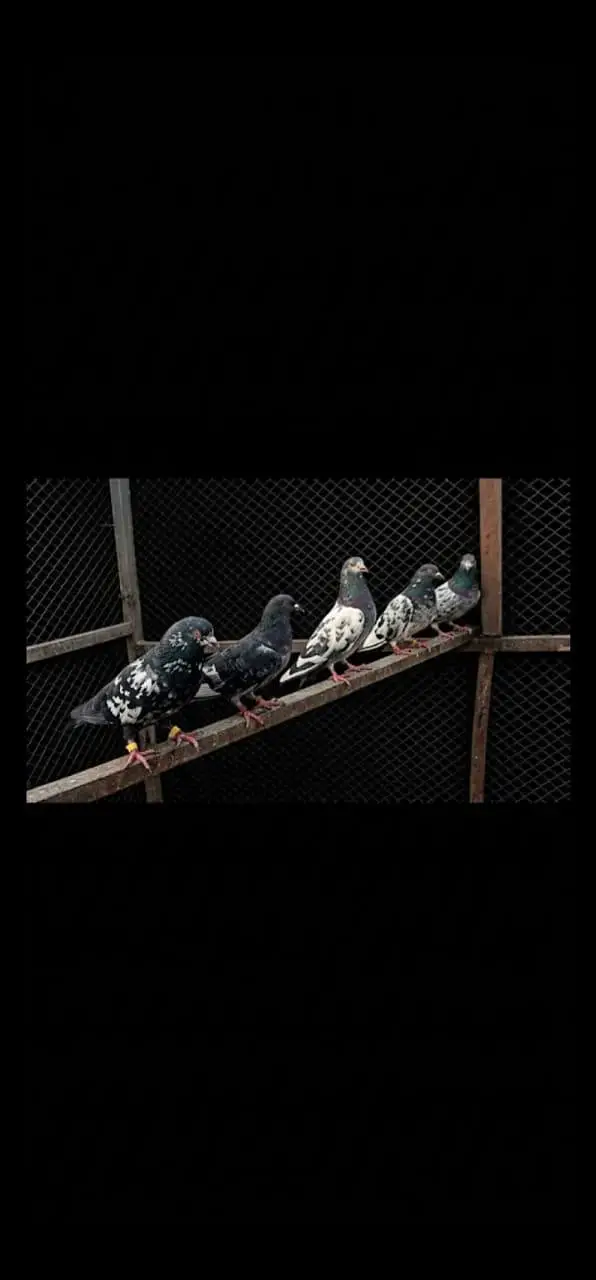 breeder pigeon — photo 2