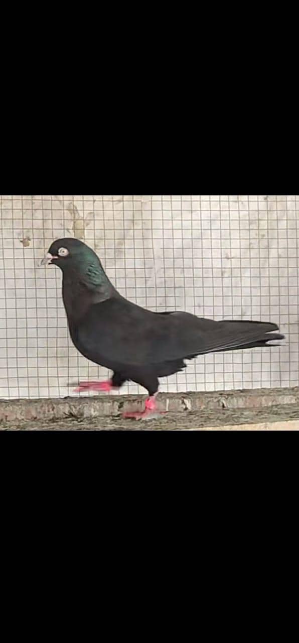 breeder pigeon 2