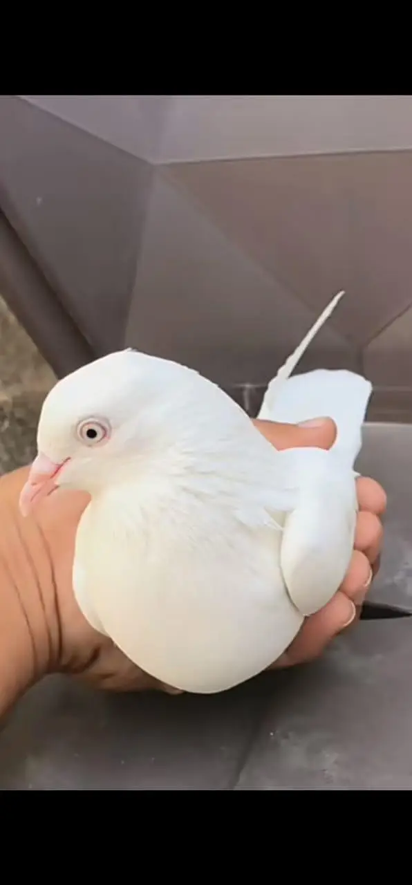 breeder pigeon — photo 4