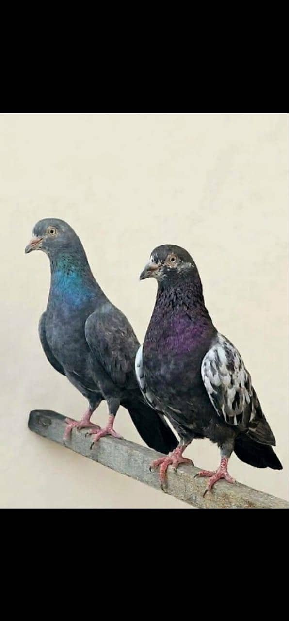 breeder pigeon 4