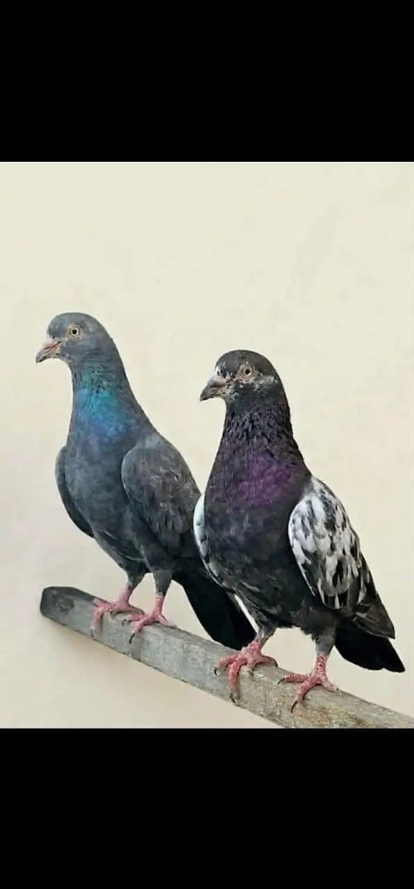 breeder pigeon — photo 5