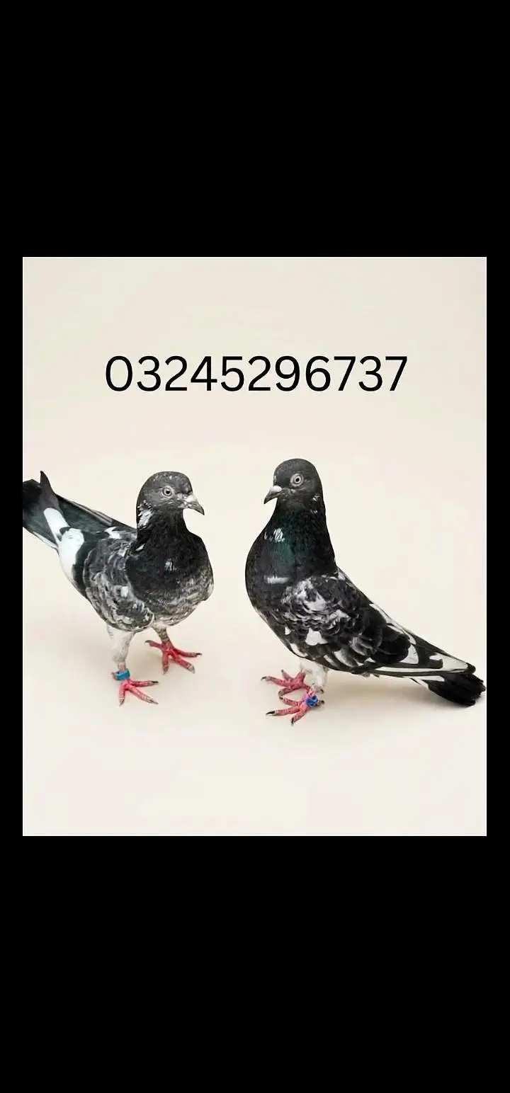 breeder pigeon — photo 6