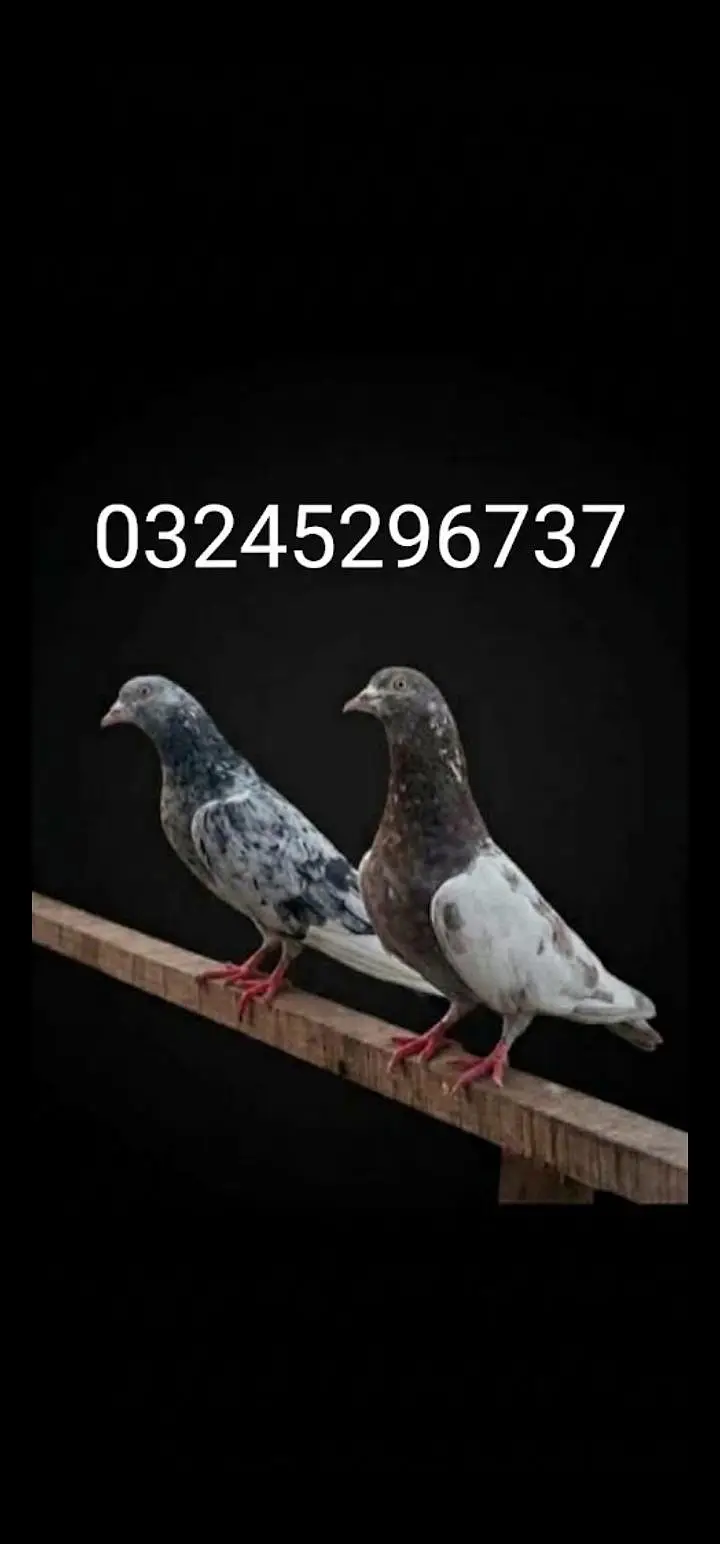 breeder pigeon — photo 7