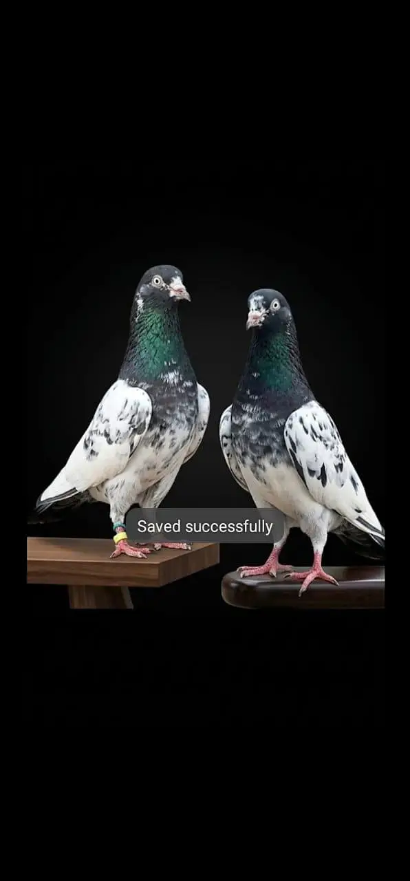 breeder pigeon — photo 8