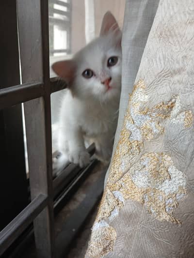 very playful kitten for sale