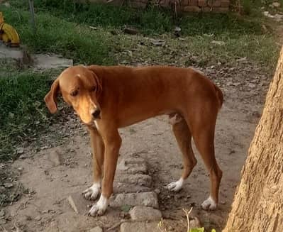 pointer trained dog for sale