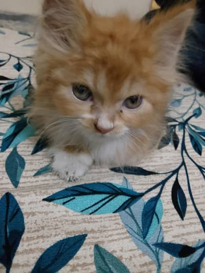 baby kitten