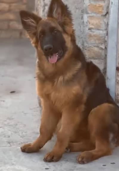 German Shepherd long hair puppy female