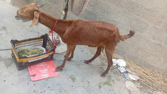Goat for sale 4 teeth