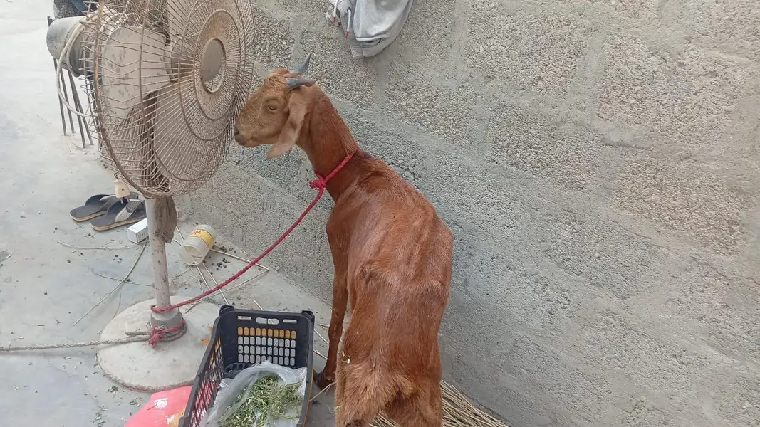 Goat for sale 4 teeth — photo 2