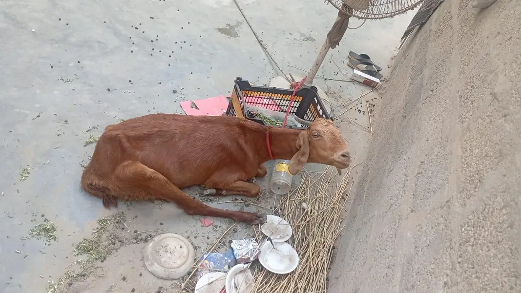 Goat for sale 4 teeth — photo 3