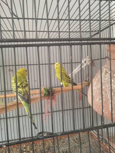 Budgies pair for sale healthy and active