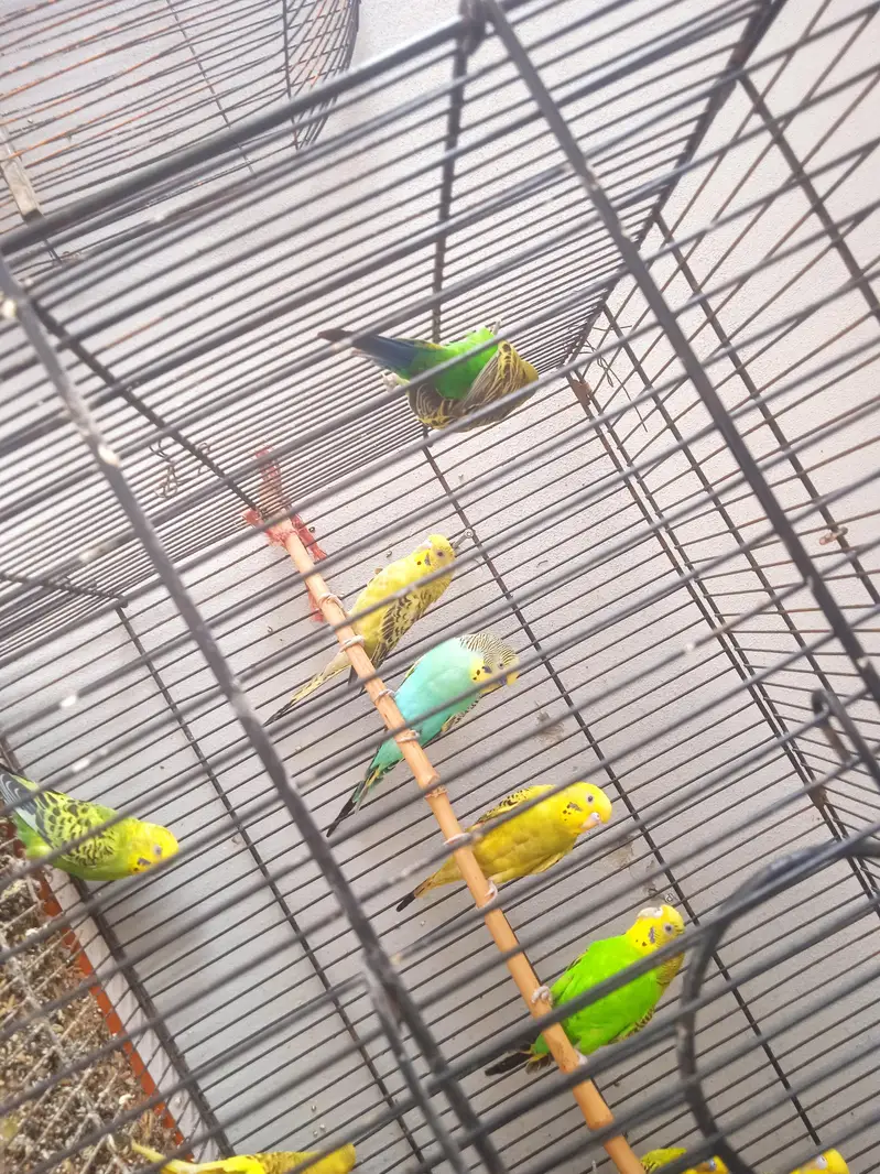 Budgies pair for sale healthy and active — photo 2