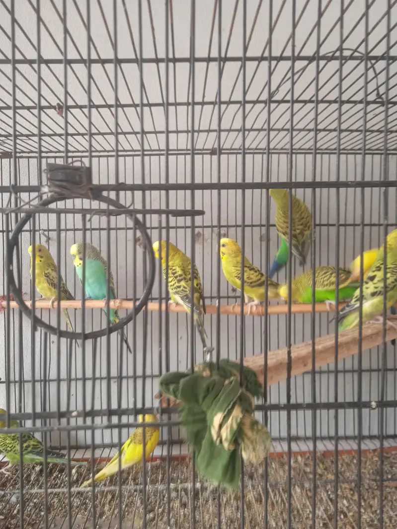 Budgies pair for sale healthy and active — photo 3