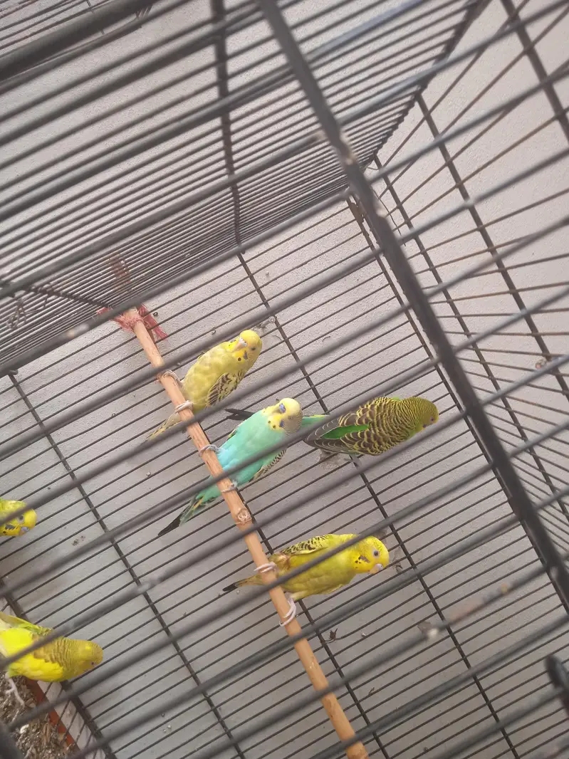 Budgies pair for sale healthy and active — photo 4