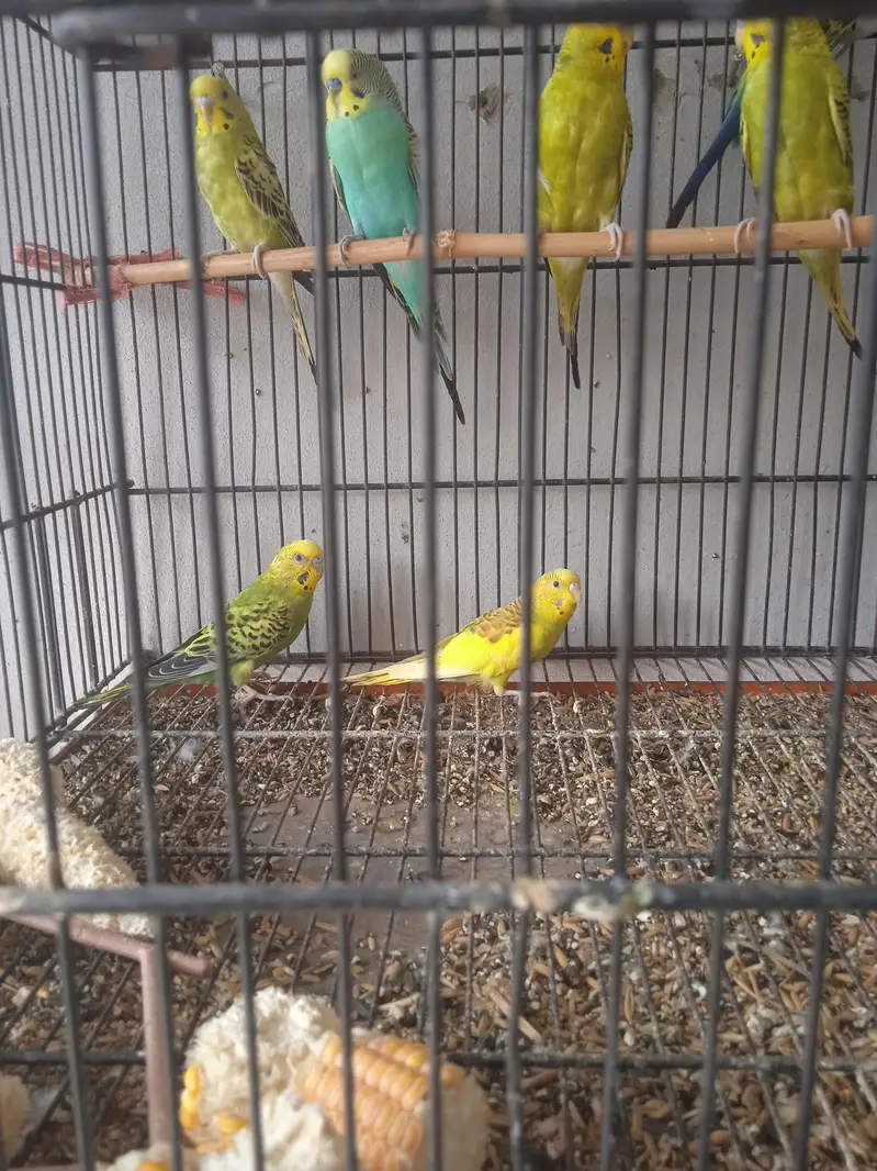 Budgies pair for sale healthy and active — photo 5