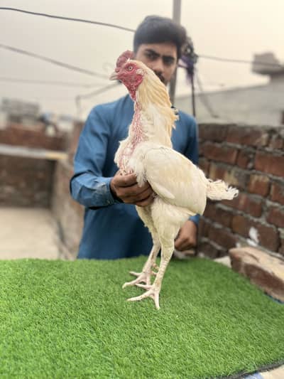 Heera murga old blood line top quality 03243071070