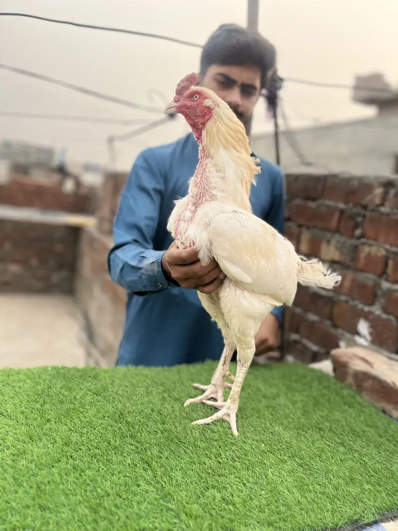Heera murga old blood line top quality 03243071070 — photo 3