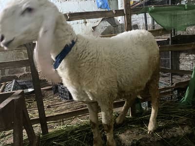 Sheep