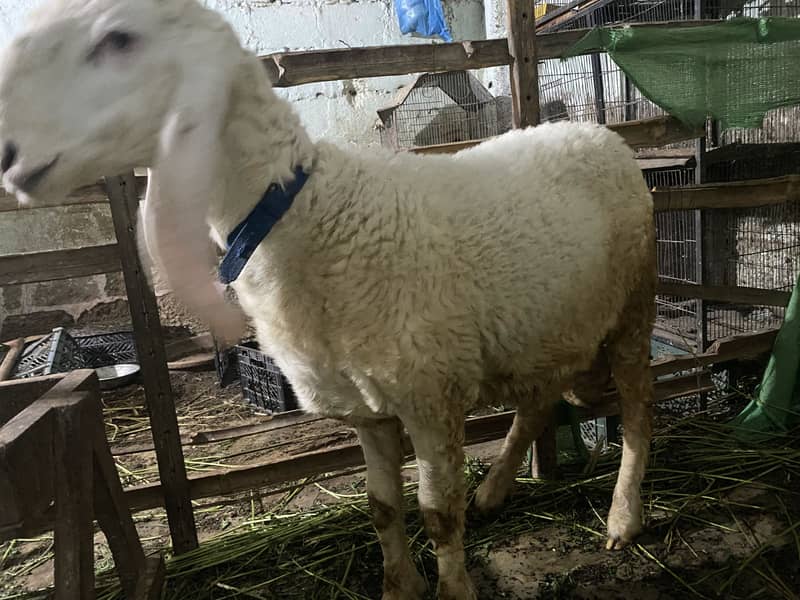 Sheep 0