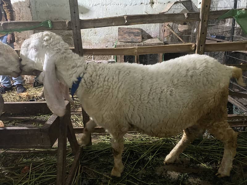 Sheep 1