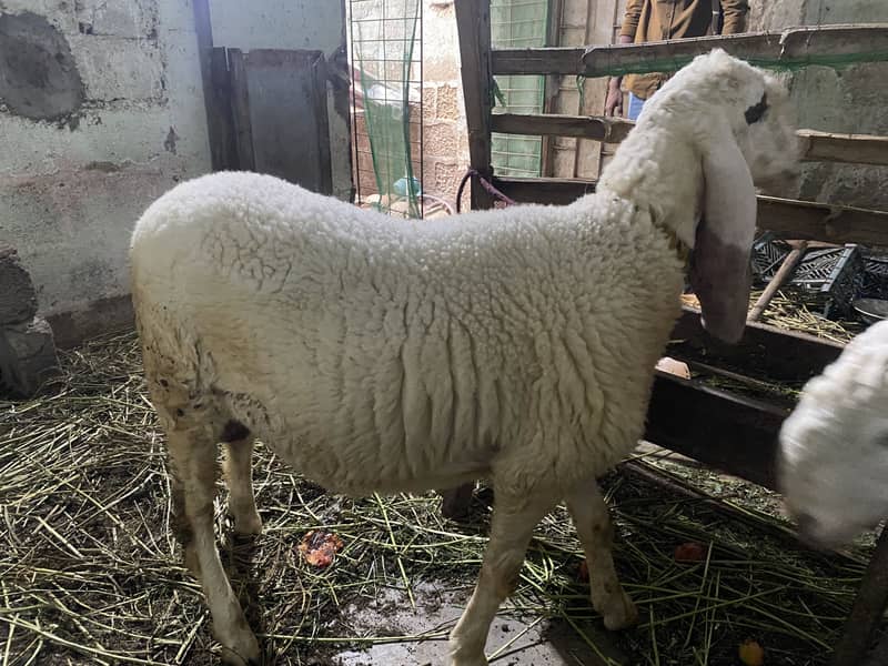 Sheep 2