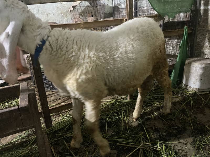 Sheep 3