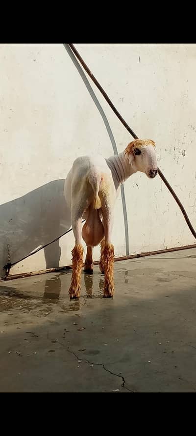 mundra