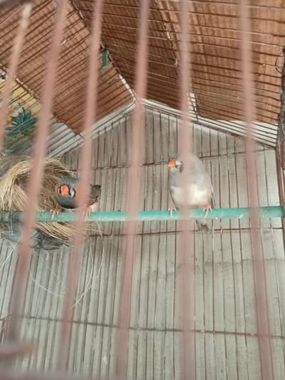3, pair for sale under size location new Karachi