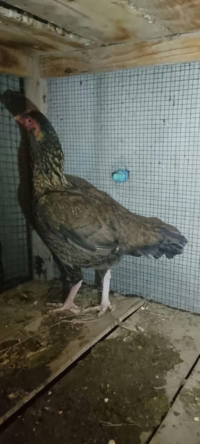 aseel quality female