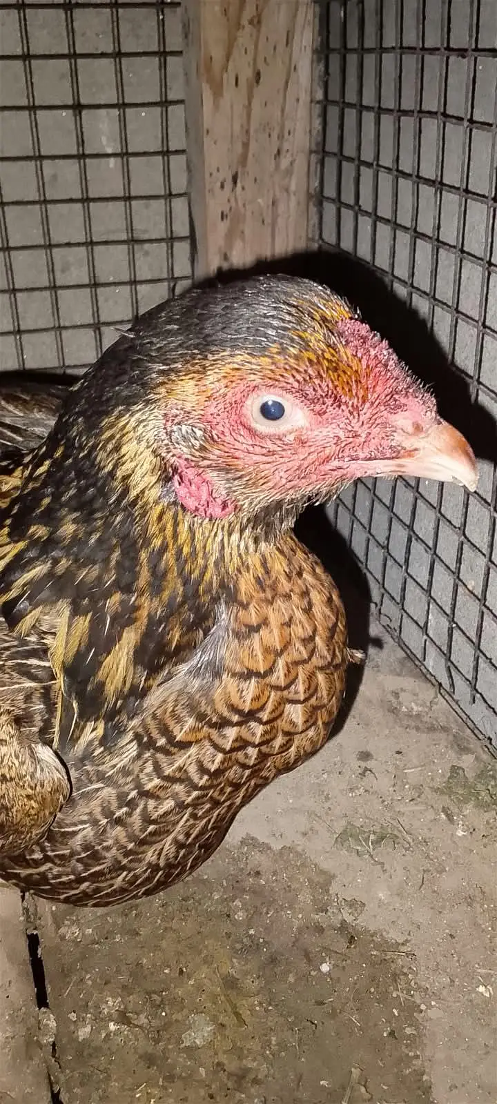 aseel quality female — photo 2
