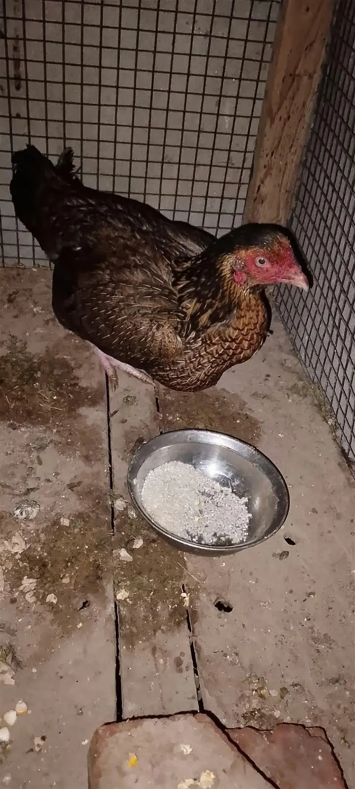aseel quality female — photo 3