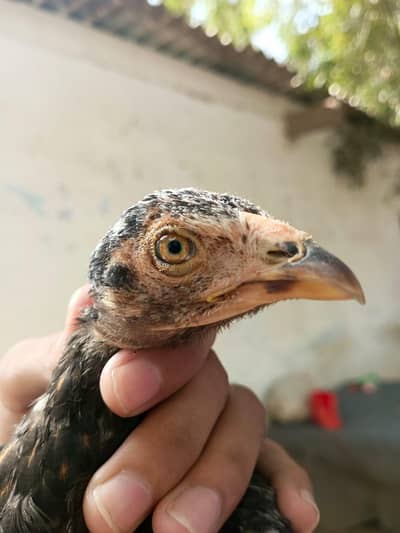 3 months Aseel Chicks