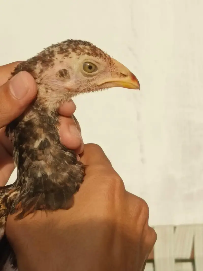 3 months Aseel Chicks — photo 5