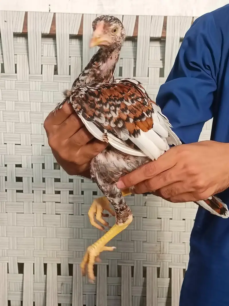 3 months Aseel Chicks — photo 8