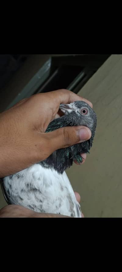 golden male pigeon for sale