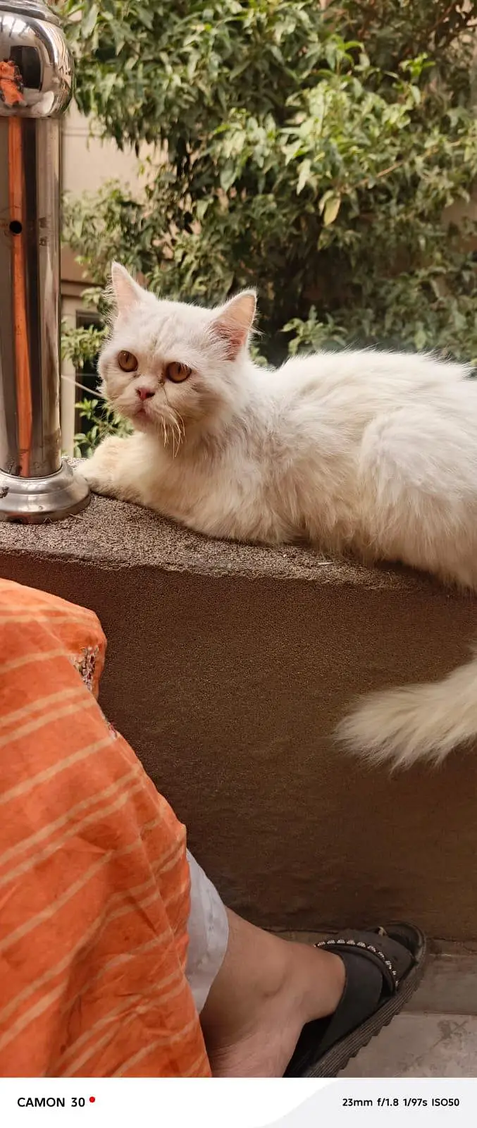 double coat fluffy Persian cat — photo 3