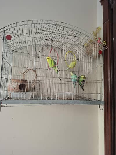Budgerigar fir sale in bahria town phase 8