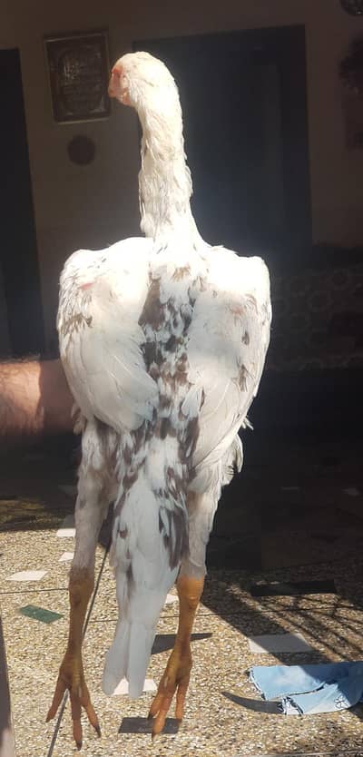3 shamo female for sel