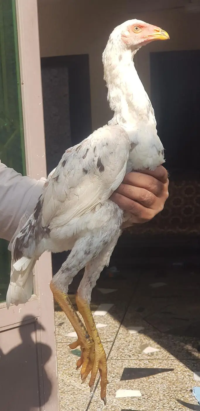 3 shamo female for sel — photo 2