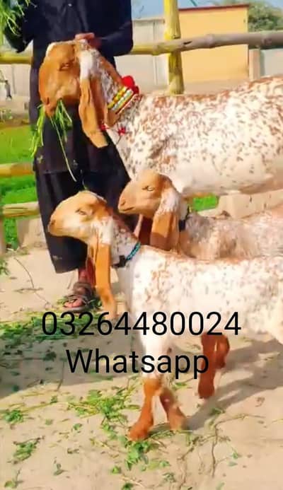 do bacchon wali desi bakri for sale