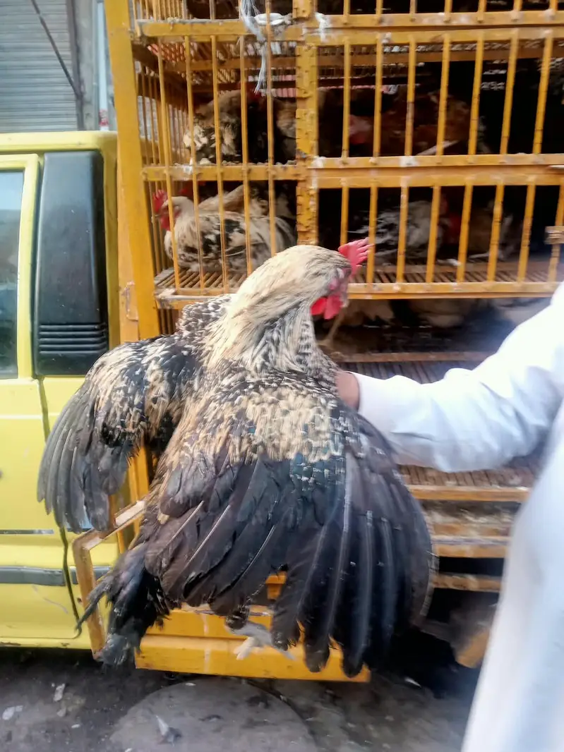 hens for sale — photo 2
