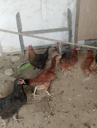 Desi Hen's for sale